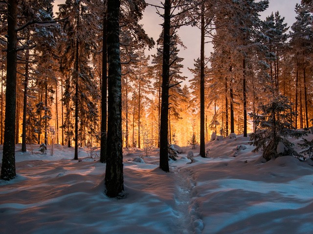 Зимний лес