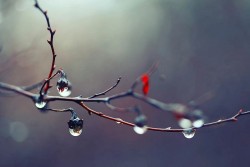День скрыт под серым пледом ноября... (аудио)