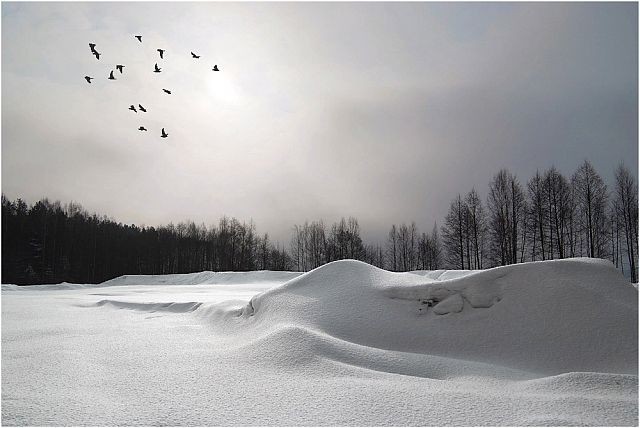 Многоточье птиц в небесном штиле...