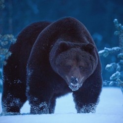 Медведь-шатун