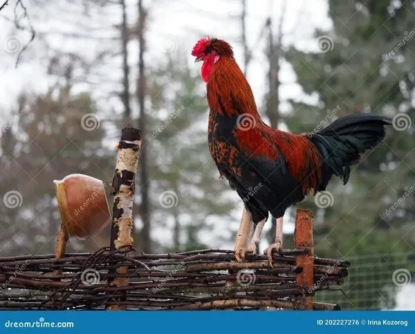 Уйду я...