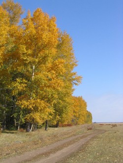 Зарастают дороги