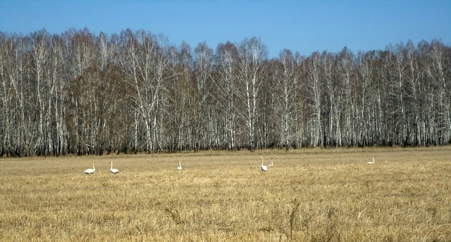 Берёзы плачут