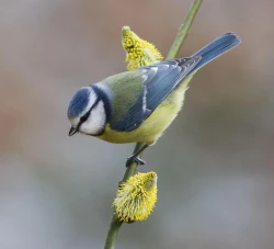 Звуки весны