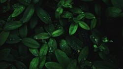 Подруга -осень.