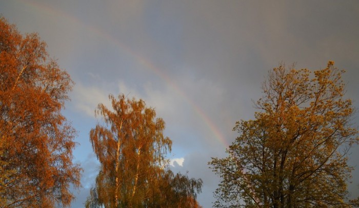 Плоды Глупости