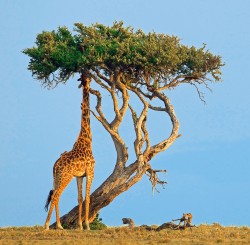 Я жираф