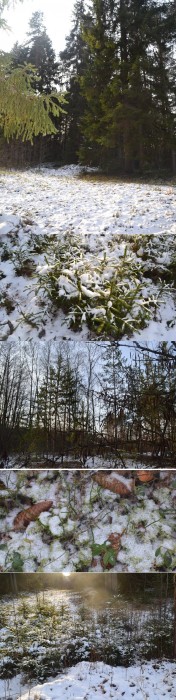 фото из леса: любимая грибная полянка скована снегом