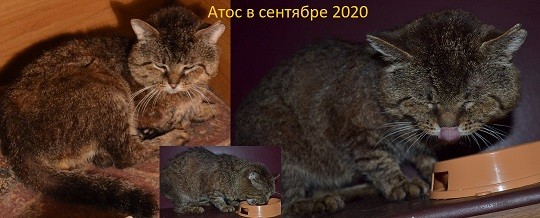 2020.коту Атосу. вот и всё. перья с неба роняет твой ангел.Мир не знает, что умер с тобой