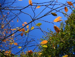 Осенний сад в убранстве хрусталя…