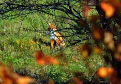Лисёнок, похожий на рыжее солнышко&hellip;