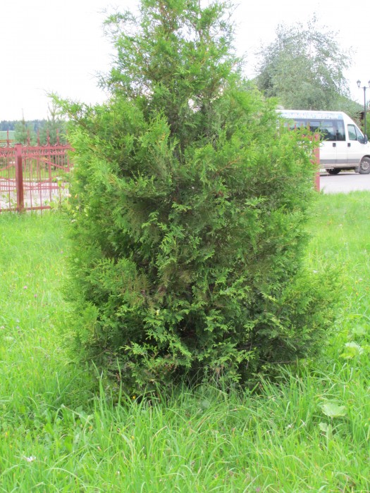 Словно репей