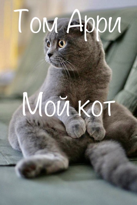 Мой кот