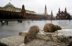Крысы в Москве