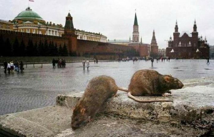 Крысы в Москве