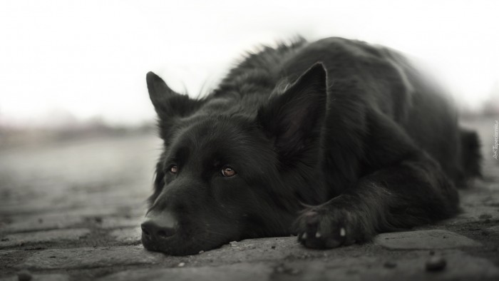 Чёрный пёс