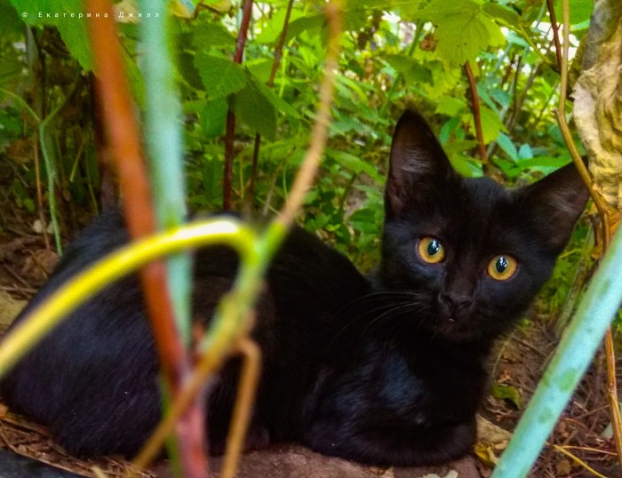 А вы боитесь чёрных котов?
