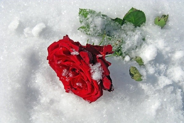 На снег упала алая роза