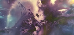 Обнять кота)
