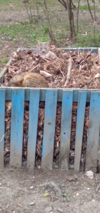 Удивительные коты