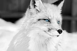 Whitefox