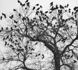 Чёрное дерево, страшное дерево  (мистика)
