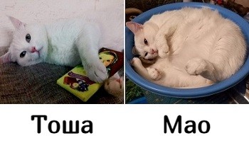 Как будильники похожи! /диалог/