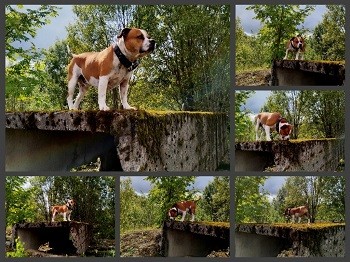 Собачий Аполлон