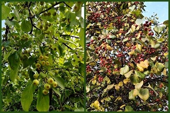 Яблочные пробнички /коротыш/