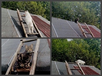 По крышам бродим словно по бульварам...