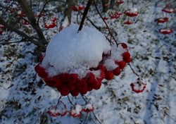 Рябинка примерила зимний наряд... /коротыш/