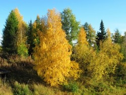 Подарок осени /коротыш/