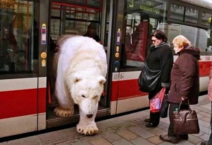 Не думайте про белого медведя