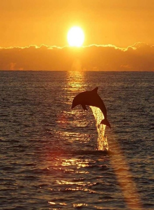 Когда я плавал с дельфинами (воспоминание первое)
