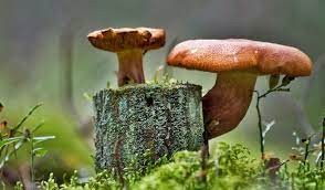 Дубы, грибы и лесорубы (маленькая повесть)