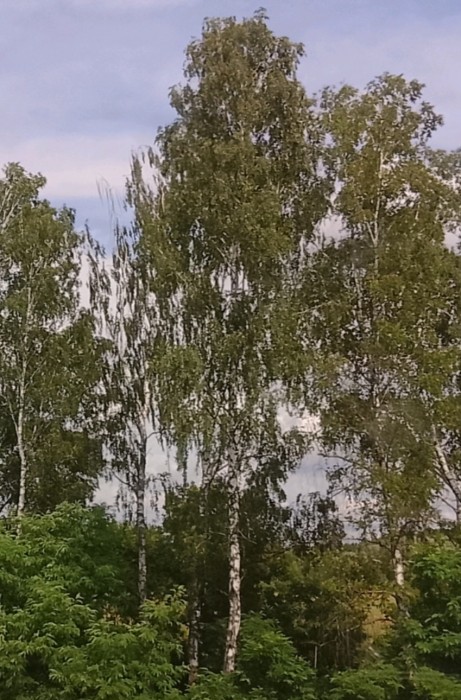 Летний вечер