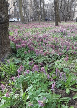 Весна
