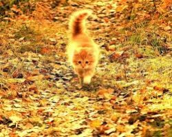 Осень рыжая кошка...