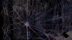 alone in a web