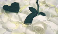 Из белых роз…