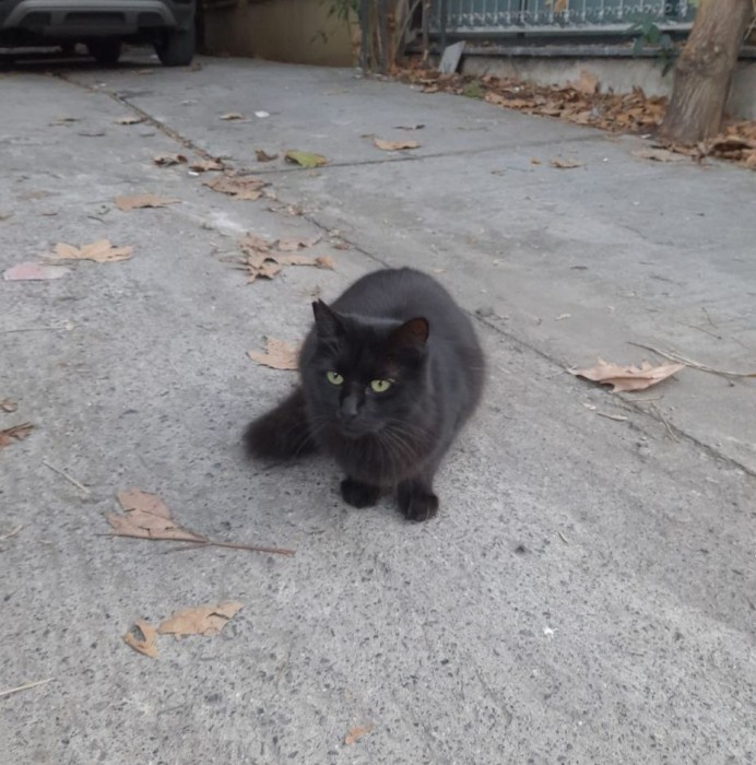 Кошка