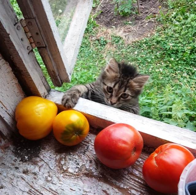 Пахнуло с августом прохладой.