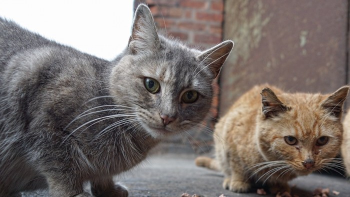 О кошках