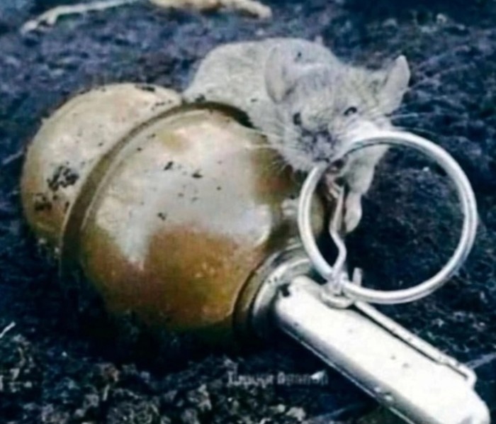 Серая напасть