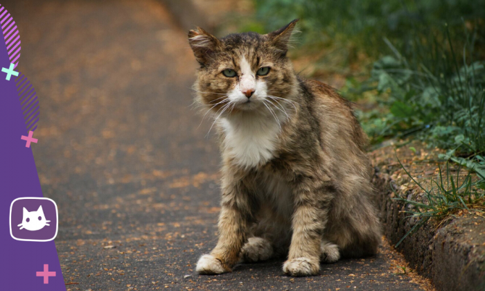 Уличные кошки