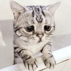 Монолог кота