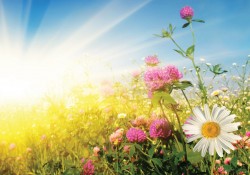 Июнь золотистой сияет монетой