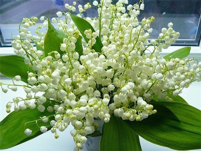 Лесные ландыши (песня)