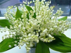 Лесные ландыши (песня)