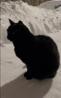 Чёрный кот, белый снег на холодной, зимней земле